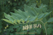 Frühlingsgrün - Fotograf Werner Ch. Buchwald
