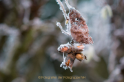 Gefrorenes - Fotograf Olaf Kratge