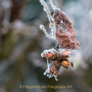Gefrorenes - Fotograf Olaf Kratge