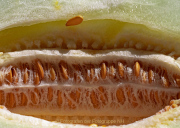 Obst und Gemüse von innen - Fotografin Anne Jeuk