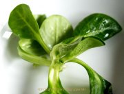 Obst und Gemüse von innen - Fotografin Jutta R. Buchwald