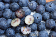 Obst und Gemüse von innen - Fotografin Nicole Gieseler