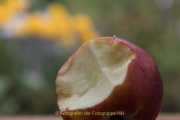 Obst und Gemüse von innen - Fotograf Werner Ch. Buchwald