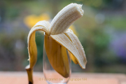 Obst und Gemüse von innen - Fotograf Werner Ch. Buchwald