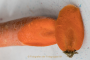 Obst und Gemüse von innen - Fotograf Werner Ch. Buchwald