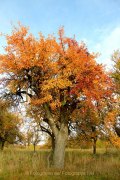 Herbstliches - Fotografin Jutta R. Buchwald