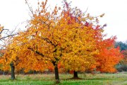 Herbstliches - Fotografin Jutta R. Buchwald