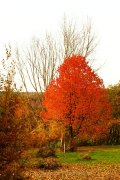 Herbstliches - Fotografin Jutta R. Buchwald