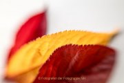Herbstliches - Fotografin Jutta R. Buchwald