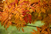 Herbstliches - Fotografin Jutta R. Buchwald