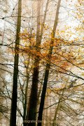 Herbstliches - Fotografin Jutta R. Buchwald
