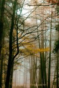 Herbstliches - Fotografin Jutta R. Buchwald