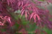 Herbstliches - Fotografin Jutta R. Buchwald