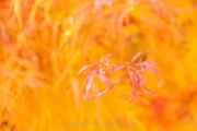 Herbstliches - Fotografin Jutta R. Buchwald