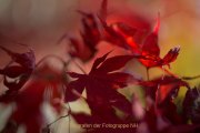 Herbstliches - Fotografin Jutta R. Buchwald