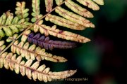 Herbstliches - Fotografin Jutta R. Buchwald