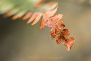 Herbstliches - Fotografin Jutta R. Buchwald