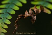 Herbstliches - Fotografin Jutta R. Buchwald