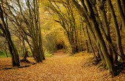 Herbstliches - Fotografin Anne Jeuk