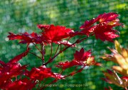 Herbstliches - Fotografin Anne Jeuk