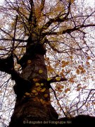 Herbstliches - Fotografin Anne Jeuk