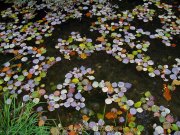 Herbstliches - Fotografin Anne Jeuk