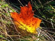 Herbstliches - Fotografin Anne Jeuk