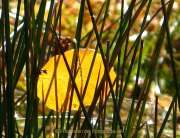 Herbstliches - Fotografin Anne Jeuk