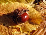 Herbstliches - Fotografin Anne Jeuk