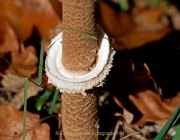 Herbstliches - Fotografin Anne Jeuk