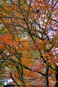 Herbstliches - Fotograf Henry Mann