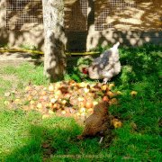 Herbstliches - Fotograf Henry Mann