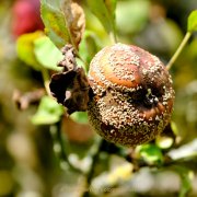 Herbstliches - Fotograf Henry Mann