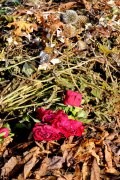 Herbstliches - Fotograf Henry Mann