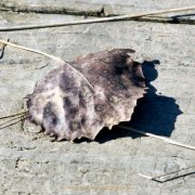 Herbstliches - Fotograf Henry Mann