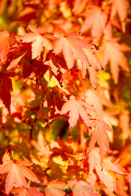 Herbstliches - Fotografin Nicole Gieseler