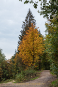 Herbstliches - Fotograf Werner Ch. Buchwald