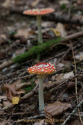 Herbstliches - Fotograf Werner Ch. Buchwald