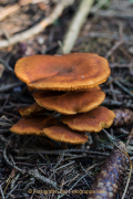 Herbstliches - Fotograf Werner Ch. Buchwald