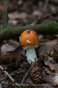 Herbstliches - Fotograf Werner Ch. Buchwald