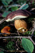 Herbstliches - Fotograf Werner Ch. Buchwald