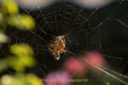 Herbstliches - Fotograf Werner Ch. Buchwald