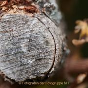 Monatsthemen Holzoberflächen - Fotograf Thomas Stähler
