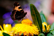 Monatsthema Insekten auf Blüten - Fotograf Albert Wenz