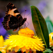 Monatsthema Insekten auf Blüten - Fotograf Albert Wenz