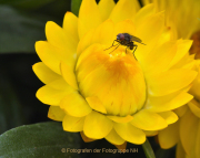 Monatsthema Insekten auf Blüten - Fotograf Albert Wenz