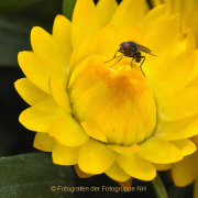 Monatsthema Insekten auf Blüten - Fotograf Albert Wenz