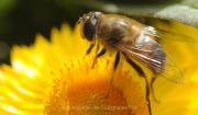 Monatsthema Insekten auf Blüten - Fotograf Albert Wenz