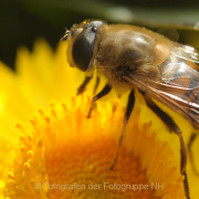 Monatsthema Insekten auf Blüten - Fotograf Albert Wenz