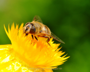 Monatsthema Insekten auf Blüten - Fotograf Albert Wenz
